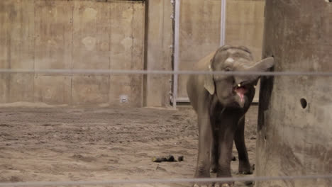 elephant eating at zoo