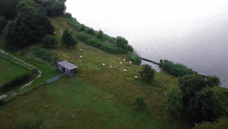 cheep grazing around a field next to a lake