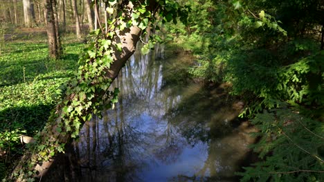 small-stream-in-green-and-clear-water-and-overgrown-tree-trunk-with-ivy