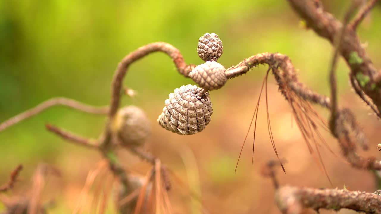 old dead tree. Dead nature
