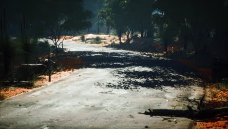 winding road crossing the savanna