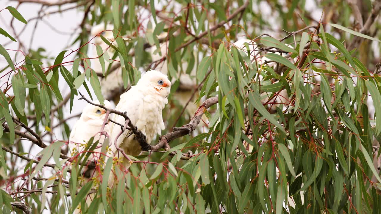 White Cockatoos in an Eucalyptus Tree