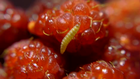 raspberry with worm