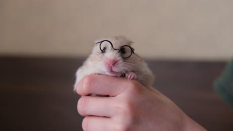 little funny ginger hamster with glasses