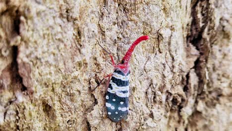 un insecto pyrops candelaria o condorinus o insecto fulgorid sentado en la corteza de un árbol