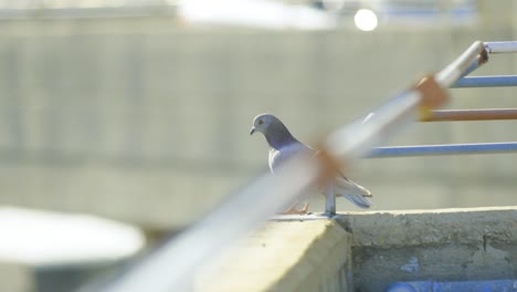 Nahaufnahme-Einer-Taube-Beim-Abfliegen-Von-Einem-Dach