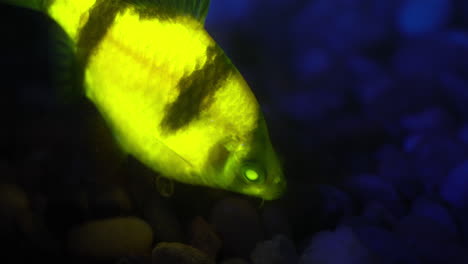 primer plano de pez púa tigre fluorescente