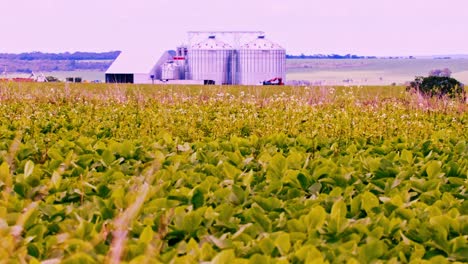 campo de soja con silo de almacenamiento o tolvas de grano en el fondo en brasil