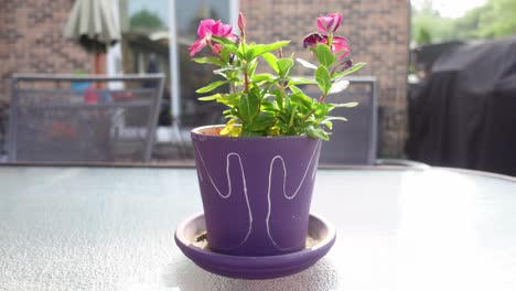 Flower-pot-with-vinca-flower,-medium-shot