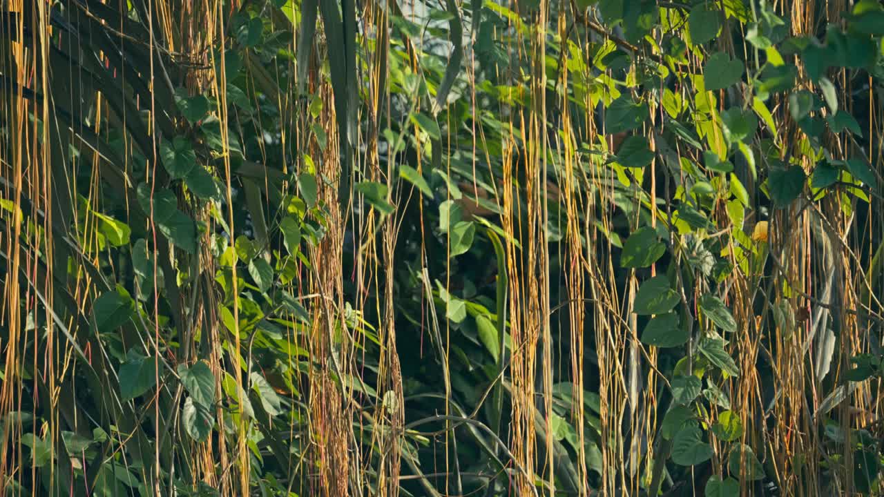 Primo piano di liane della giungla pendenti, bagnate dalla calda luce solare tropicale, che evidenziano ricche texture verdi e dettagli naturali in un lussureggiante ambiente di foresta pluviale con un'atmosfera calma ed esotica