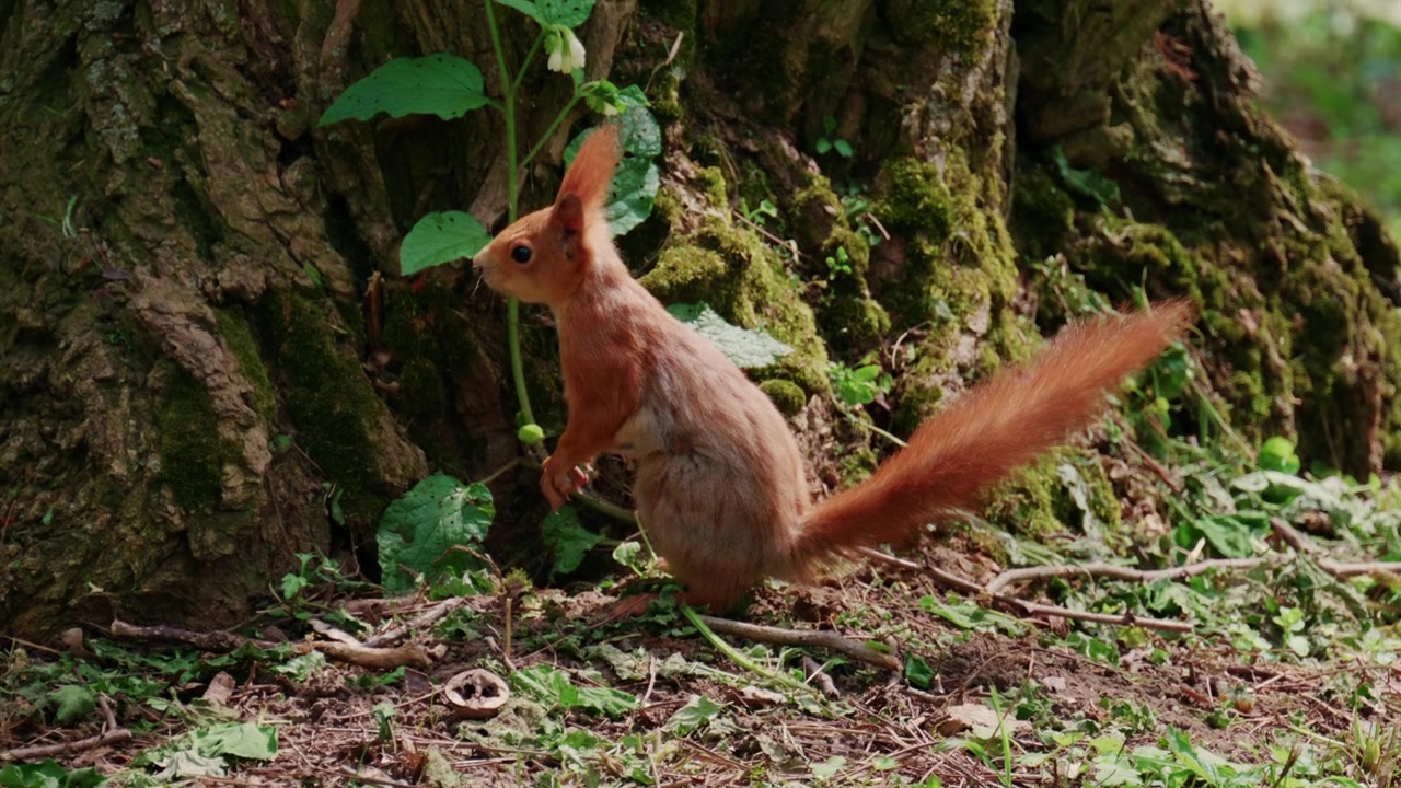 Red squirrel searching for food near the base of a tree surrounded by leaves and natural textures