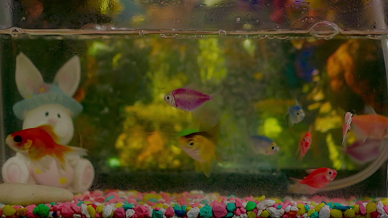 pez dorado comiendo y moviéndose todo el tiempo en el pequeño acuario de la casa