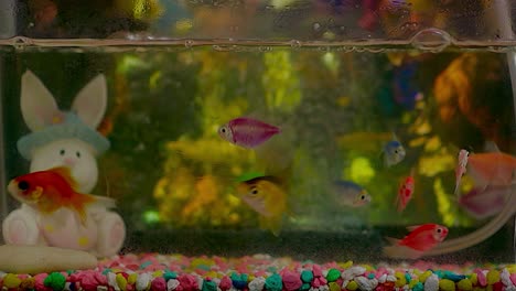 goldfish eating and moving all the time in the little aquarium of the house