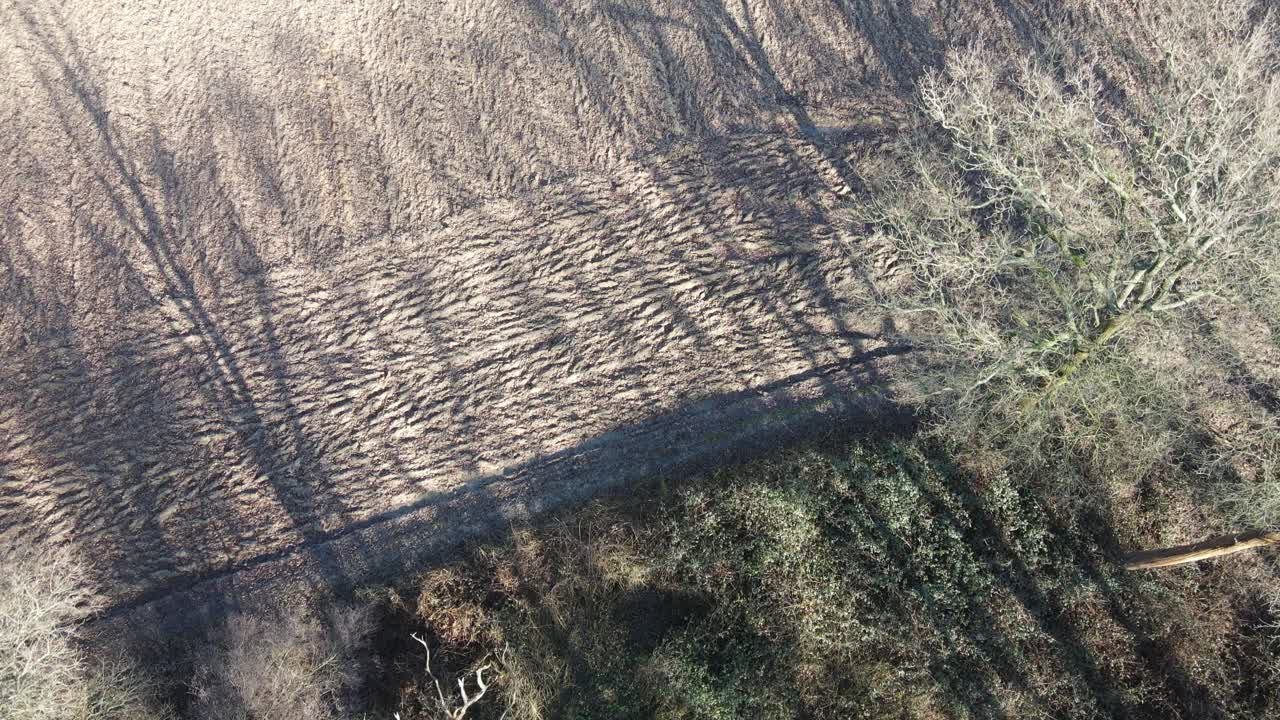 Aerial overhead of woodland trees and ploughed field in winter long shadows over ground.