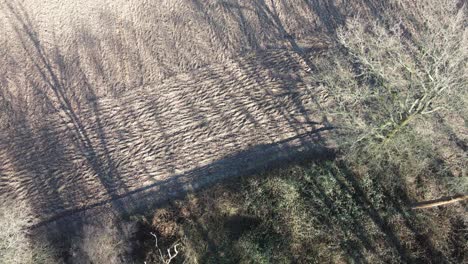 aerial overhead of woodland trees and ploughed field in winter long shadows over ground.