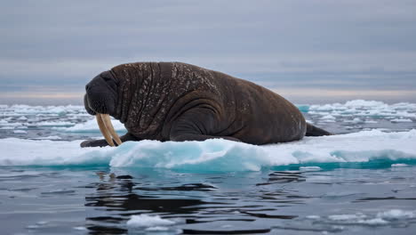 walrus resting on ice floe in the arctic