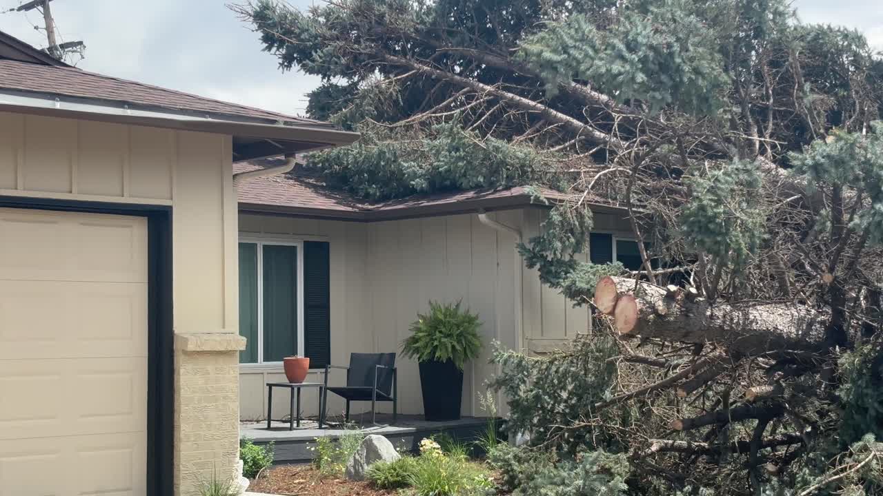 A tree in Centennial Colorado was uprooted in a summer wind storm and smashed the roof of this neighborhood home