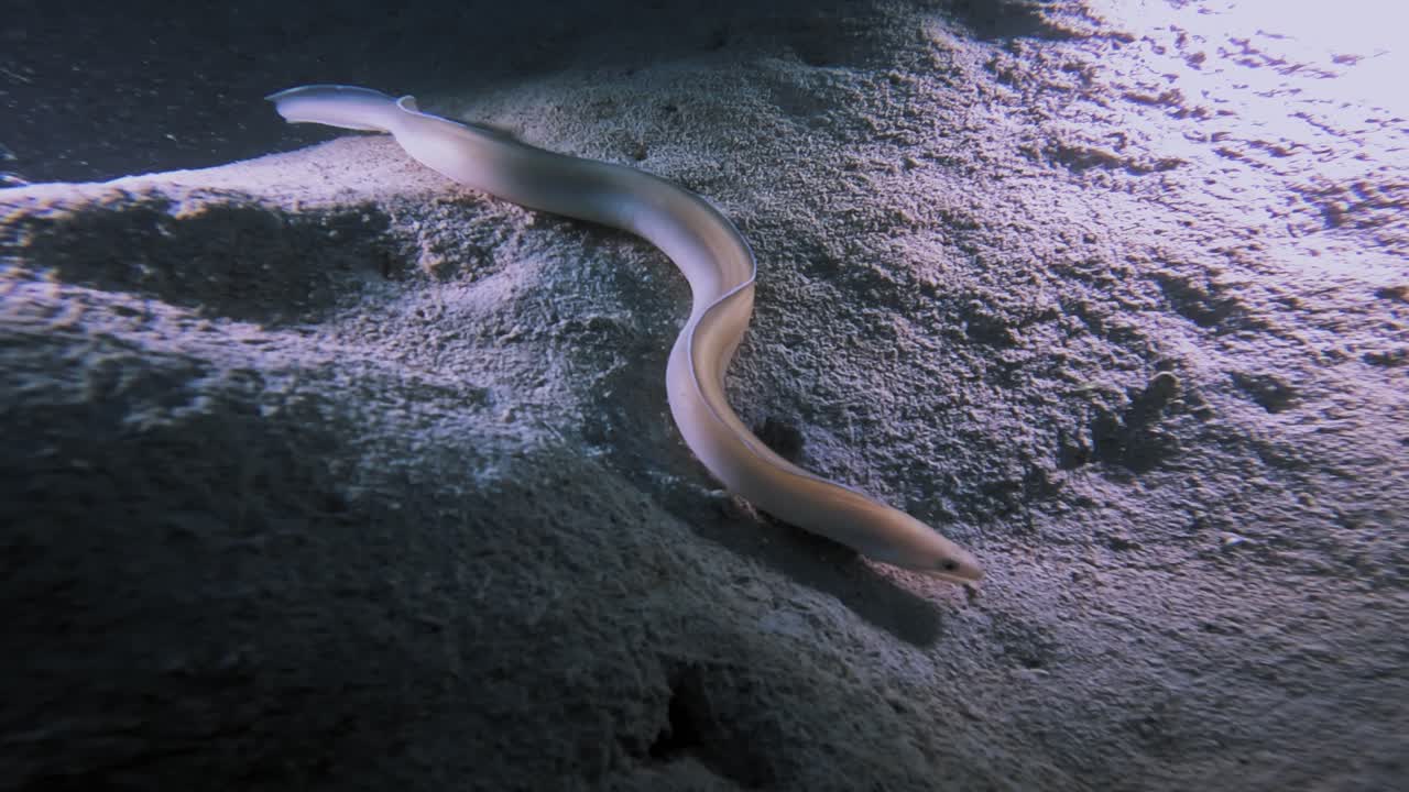 A beautiful and slender Ghost Ribbon eel swims gently face-on towards the light under the cover of the night