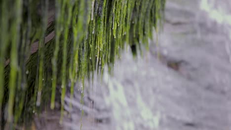 Close-up-Nature,-Waterfall,-Trickling-Water