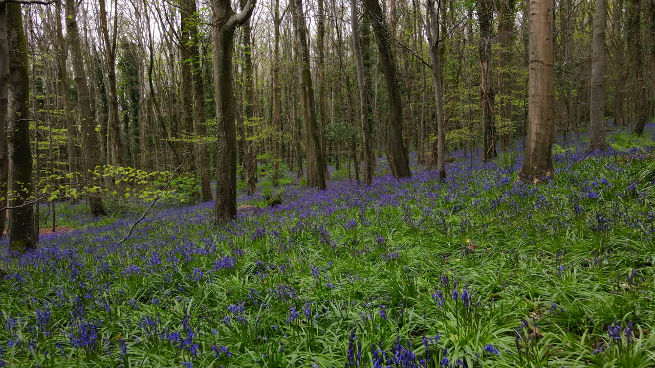 아일랜드 의 봄 에 숲 에서 블루벨 들 위 에 날아다니는 파리