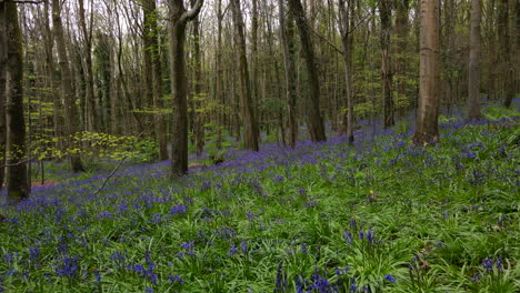 a fly over the bluebells in ireland in springtime in a forest