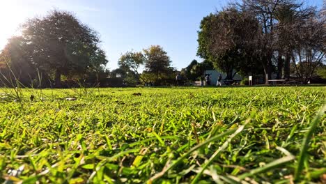 la hierba, los árboles y la luz del sol en el parque de melbourne
