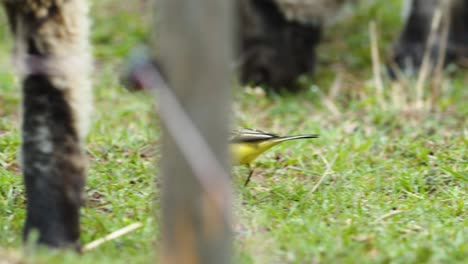 pájaro de cola amarilla caminando sobre la hierba y buscando bichos de comida
