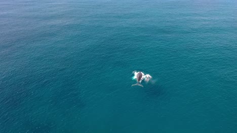 Excellent-Aerial-Shot-Of-A-Humpback-Whale-Swimming-With-Her-Baby-In-Maui,-Hawaii