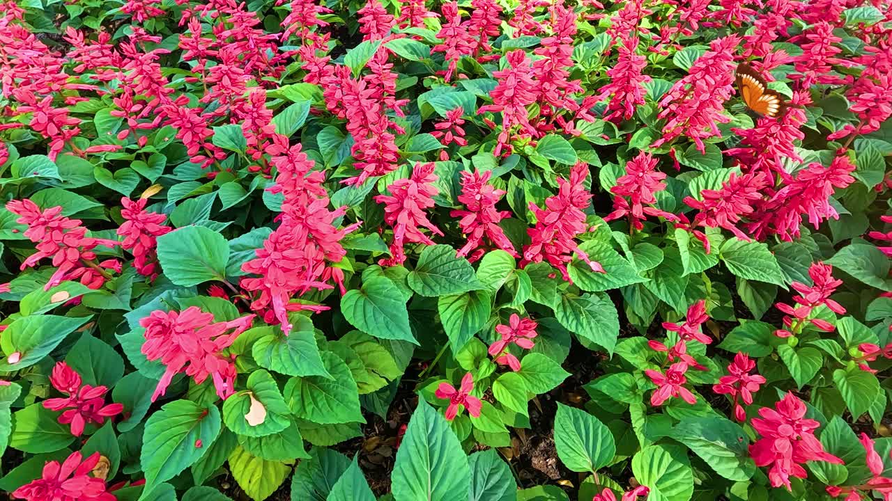 A butterfly gracefully flutters among vivid red flowers, creating a serene and colorful garden scene