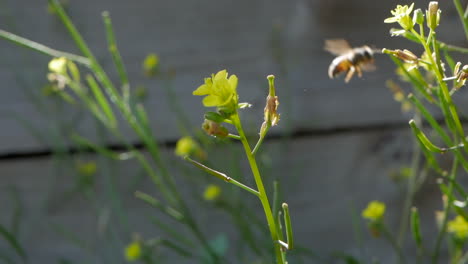 isolated australian honey bee collecting pollen