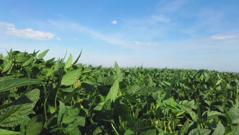 soy field in the sunshine with blue sky