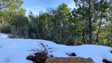 Zum-Ersten-Mal-Schneit-Es-Auf-Dem-Berg-La-Quinta-In-Marbella,-Malaga,-Spanien,-Natur-Mit-Grünen-Bäumen-Und-Blauem-Himmel,-Schöner-Sonniger-Tag,-4K-Aufnahme