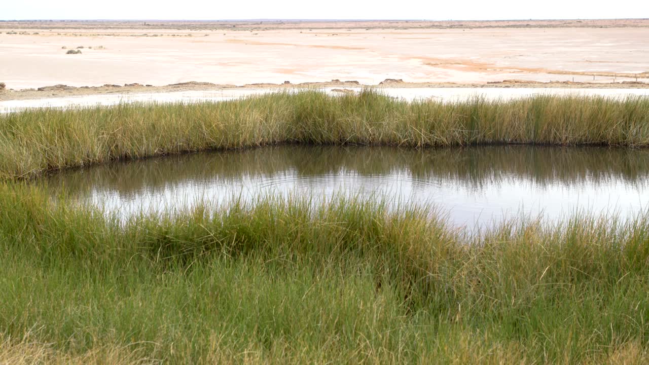 Great Artesian Basin spring Blanche Cup, 100fps 4k