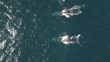 aerial view of whales creating bubble rings in the ocean