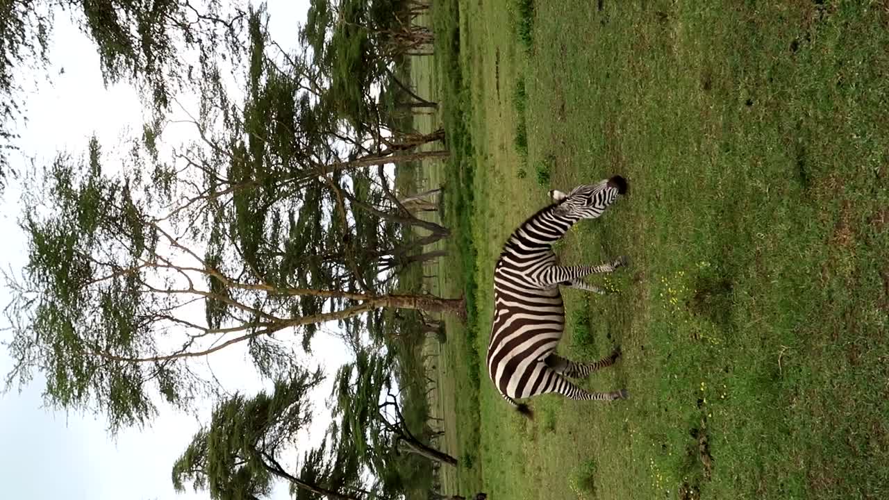 video vertical de mano de una sola cebra comiendo hierba en un prado con acacias