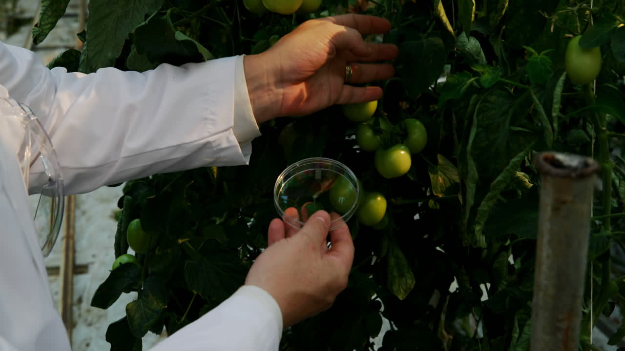 científico sosteniendo un espécimen y comprobando la planta en el invernadero 4k