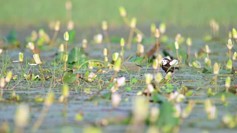 pheasant tailed jacana bird making noise to protect her eggs