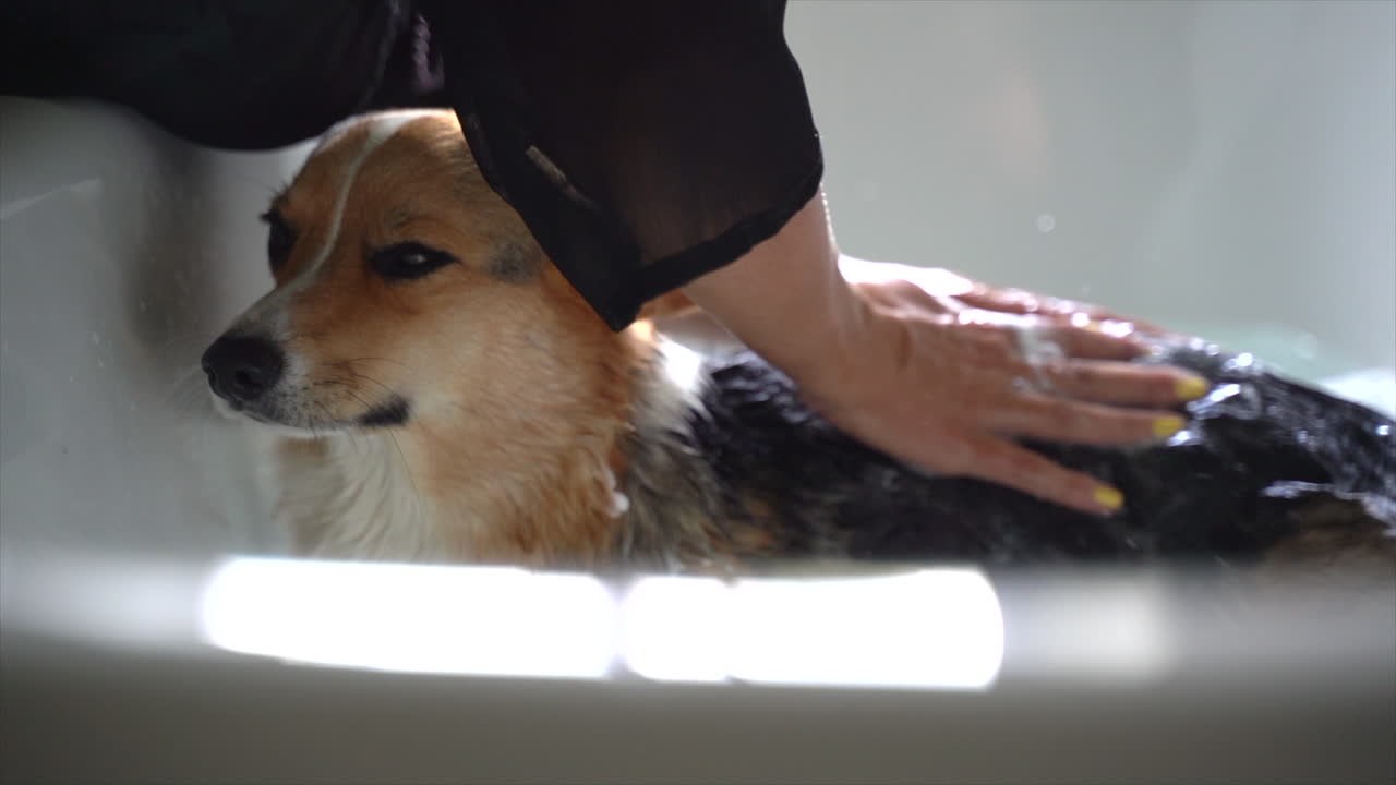 South African Woman washing Corgi dog 03