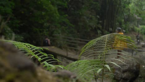 Wanderer-überqueren-Eine-Holzbrücke