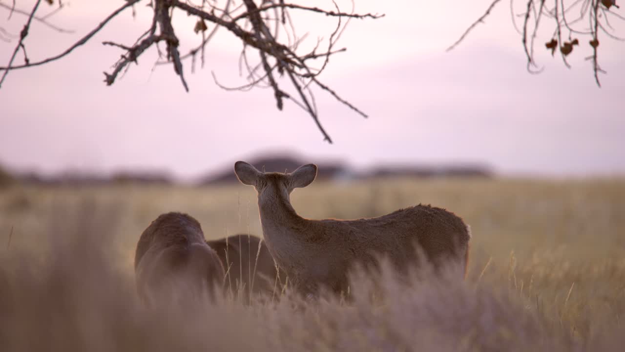 maultierhirsche in den ebenen von colorado