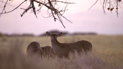 Maultierhirsche-In-Den-Ebenen-Von-Colorado