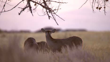 mule deer in the plains of colorado