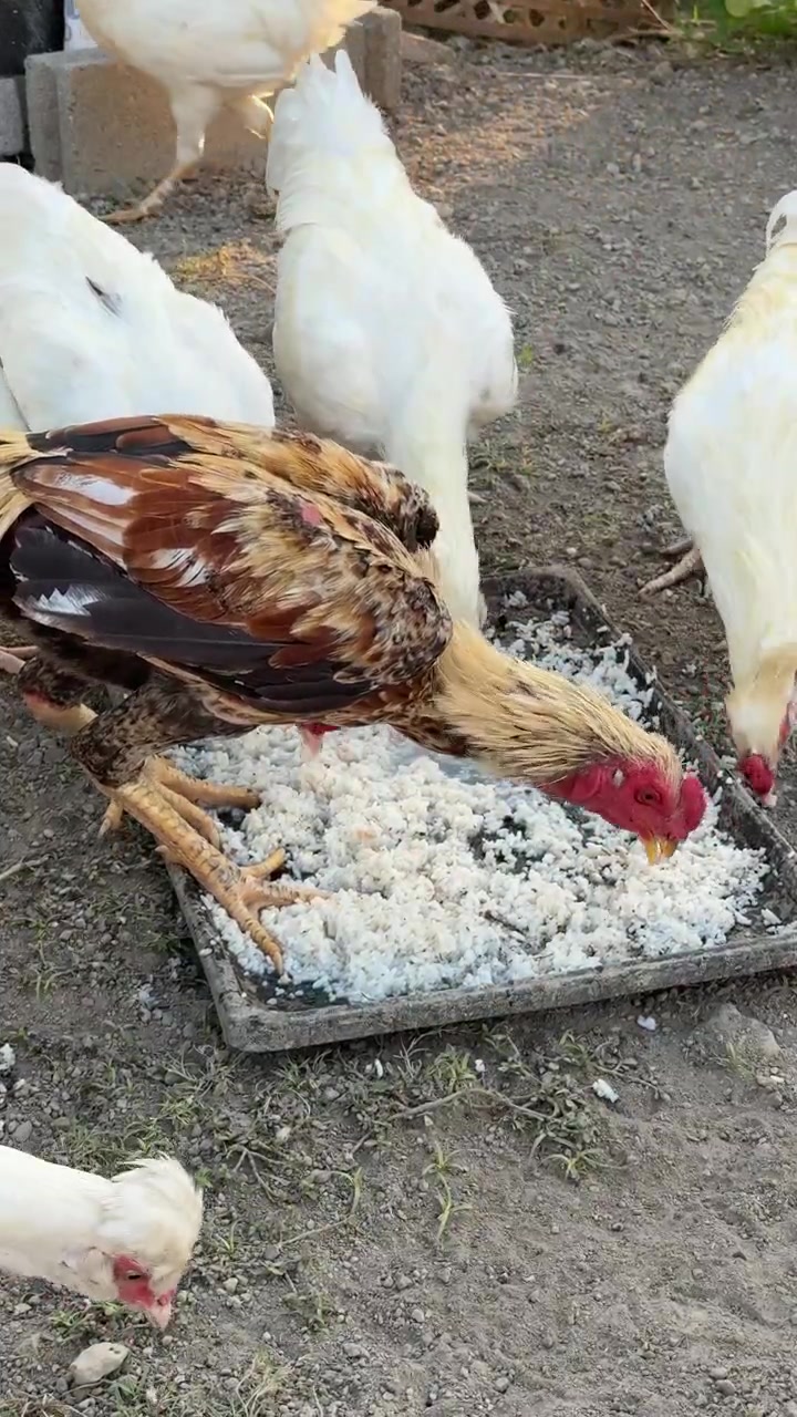 Bir Çiftlikte Tepsiden Pirinç Yiyen Bir Grup Tavuk