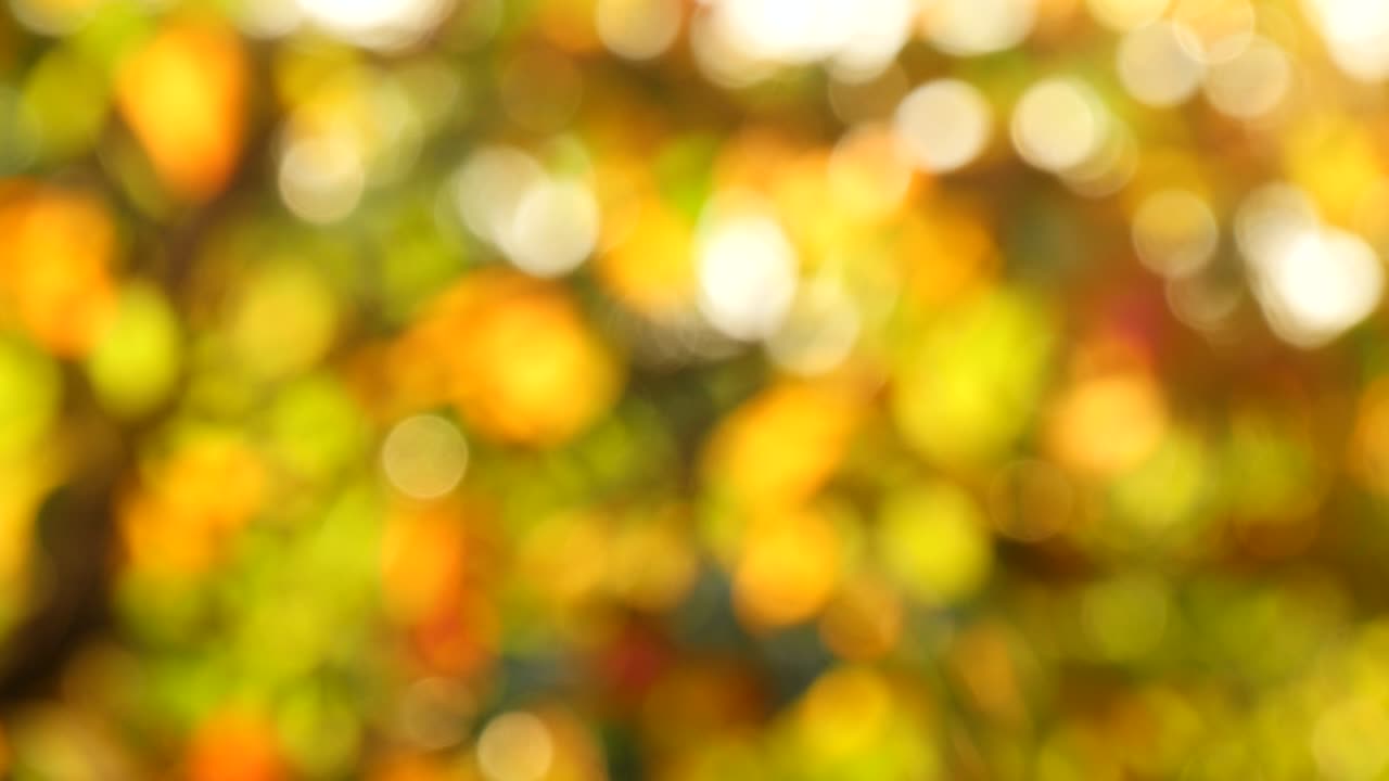 desfocalizar iluminado en las hojas doradas balanceadas en otoño