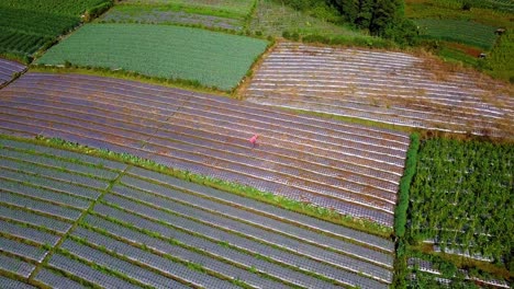 Toma-De-Un-Dron-En-órbita-De-Un-Agricultor-Trabajando-En-Una-Plantación-De-Vegetales,-Hermoso-Patrón-De-Plantación-De-Vegetales-En-Fila