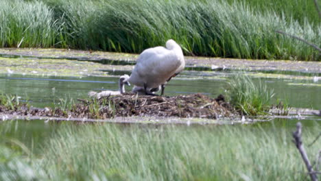 swan grooming itself on a nest beside its cygnet in a green wetland habitat.