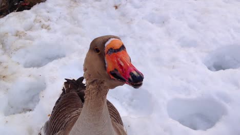 a goose in the middle of winter talking and moving its head towards the camera