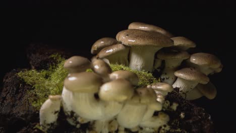 Rack-focus-close-up-of-wet-homegrown-mushrooms-group-dripping-on-black-background