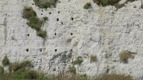 a striking white chalk cliff shows visible layers of sedimentary rock, marked by erosion and nesting holes. greenery and shrubs add a touch of nature to this rugged geological formation