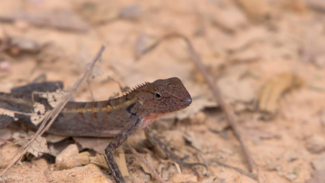 Close-up shot of an oriental garden lizard remaining still on sandy soil in natural light